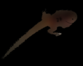 /album/galerie-photos/tetar3-png/